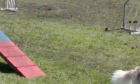 Agi_haag_30-04-2017013