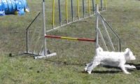 Agi_haag_30-04-2017036