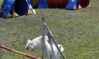 Agi_haag_30-04-2017051