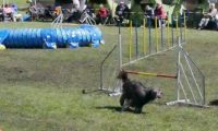 Agi_haag_30-04-2017097