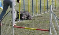 Agi_haag_30-04-2017105
