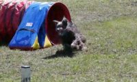 Agi_haag_30-04-2017114
