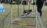 Agi_haag_30-04-2017128