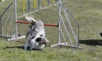 Agi_haag_30-04-2017156