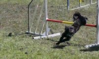 Agi_haag_30-04-2017225