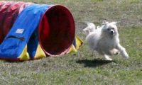 Agi_haag_30-04-2017247
