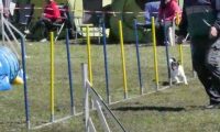Agi_haag_30-04-2017260