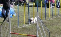 Agi_haag_30-04-2017304