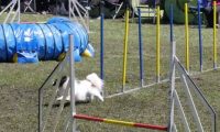 Agi_haag_30-04-2017305