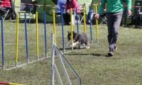 Agi_haag_30-04-2017330