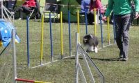 Agi_haag_30-04-2017331