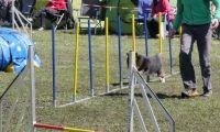 Agi_haag_30-04-2017332