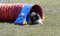Agi_haag_30-04-2017343