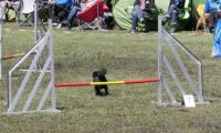 Agi_haag_30-04-2017381