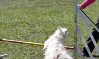 Agi_haag_30-04-2017397
