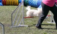 Agi_haag_30-04-2017400
