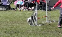 Agi_haag_30-04-2017447