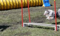 Agi_haag_30-04-2017448