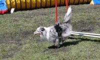Agi_haag_30-04-2017450