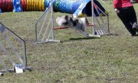 Agi_haag_30-04-2017451