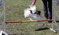 Agi_haag_30-04-2017459