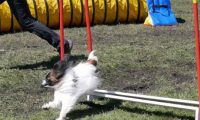 Agi_haag_30-04-2017475