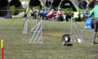 Agi_haag_30-04-2017487