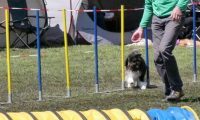 Agi_haag_30-04-2017493