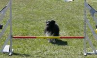 Agi_haag_30-04-2017500