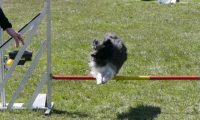 Agi_haag_30-04-2017502