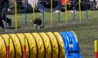 Agi_haag_30-04-2017516