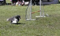 Agi_haag_30-04-2017519