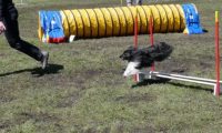 Agi_haag_30-04-2017521