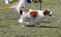 Agi_haag_30-04-2017527