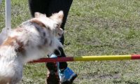 Agi_haag_30-04-2017540