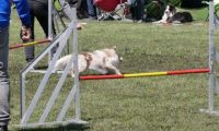 Agi_haag_30-04-2017547