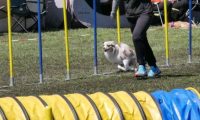 Agi_haag_30-04-2017548