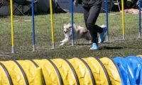 Agi_haag_30-04-2017549