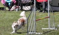 Agi_haag_30-04-2017553