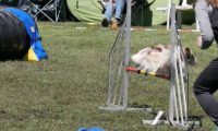 Agi_haag_30-04-2017555