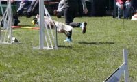Agi_haag_30-04-2017561