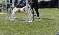 Agi_haag_30-04-2017562