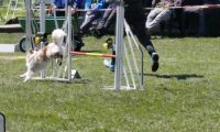 Agi_haag_30-04-2017563