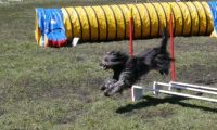 Agi_haag_30-04-2017591