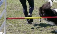 Agi_haag_30-04-2017603