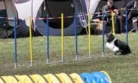 Agi_haag_30-04-2017608