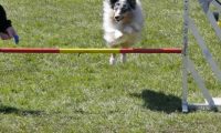 Agi_haag_30-04-2017611