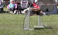 Agi_haag_30-04-2017631