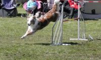 Agi_haag_30-04-2017632