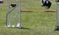 Agi_haag_30-04-2017638